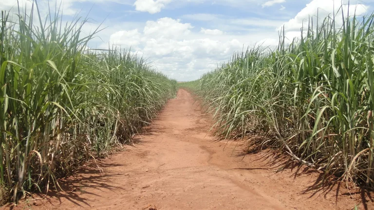 Câmara aprova MP que ajusta venda direta de etanol por cooperativas