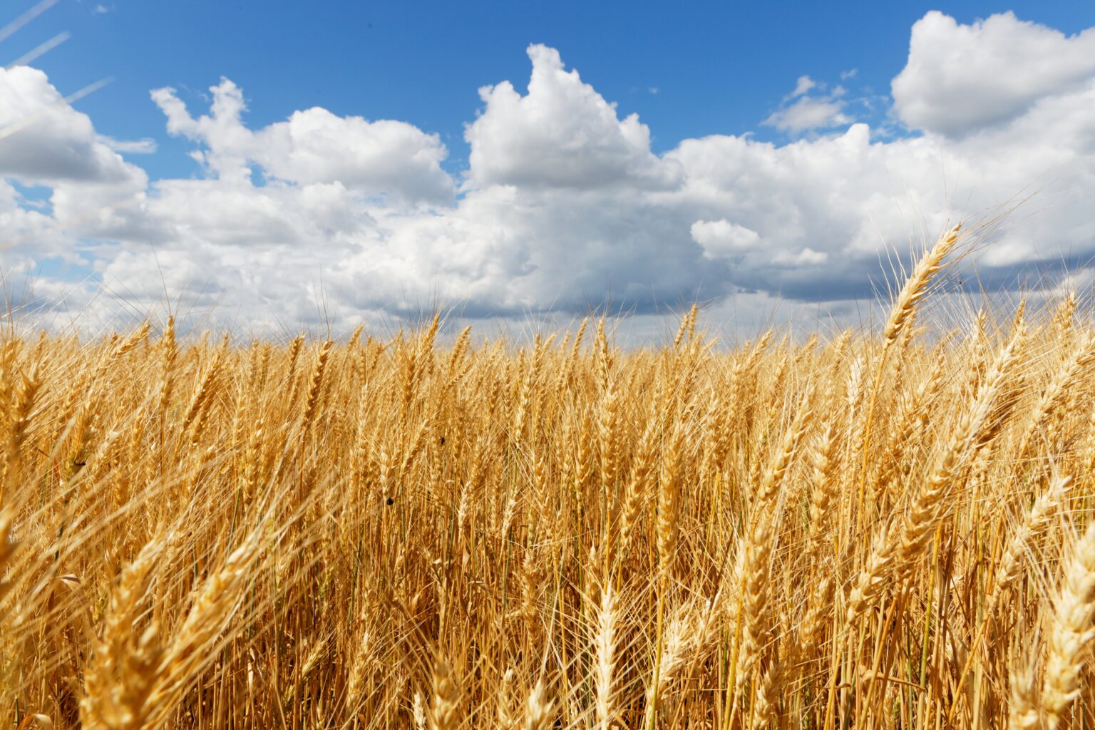 Novo leilão de apoio ao escoamento de trigo será realizado nesta