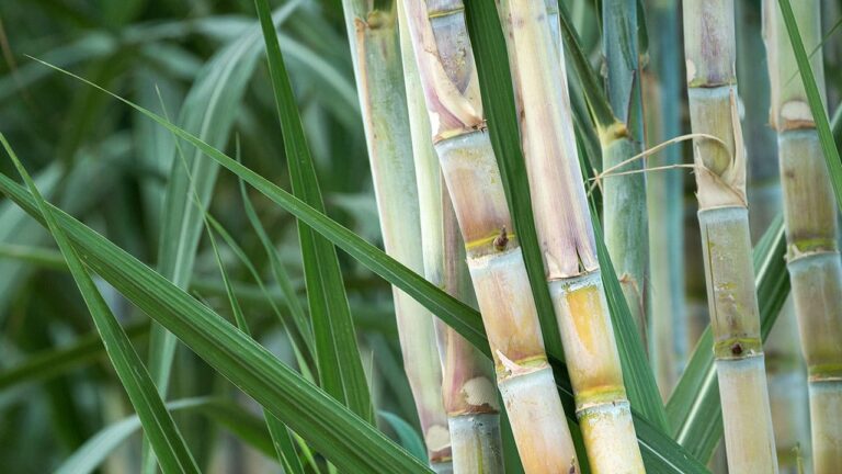 VII Seminário da Cana-de-açúcar será nos dias 25 e 26 de outubro